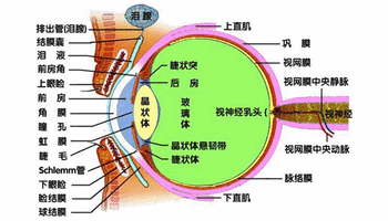 睫状肌痉挛