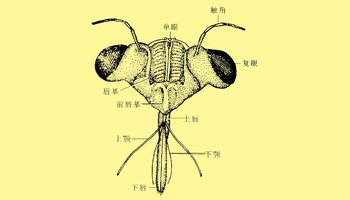 虱目昆虫的口器也基本上属于刺吸式.  刺吸式