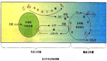 光合作用反应式  co2 h2o( 光照,酶, 叶绿体)==(ch2o) o2