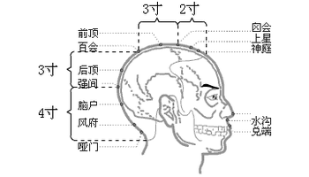 【解剖】在帽状腱膜中;有左右颞浅动,静脉吻合网;布有分支和枕大神经