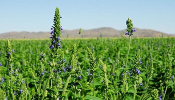 chia seed人们通常所指的奇亚,其实是该植物的种子——奇亚籽.