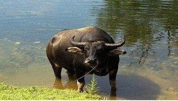 中国水牛