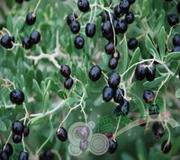 白刺（海葚子）