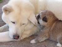 纯白色的秋田犬与其幼犬