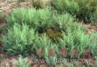 白刺（海葚子）