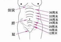 孕期宫高和腹围标准示意图