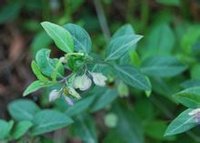 野生瓜子金 野生来马回(瓜子金)精选 产地 河南省平顶山市汝州市