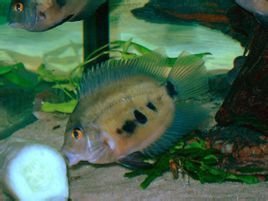 这条鱼缘何入选中央党校教学案例?厅局级干部