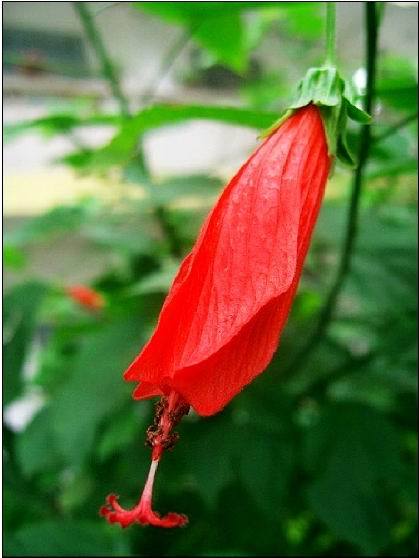 悬铃花