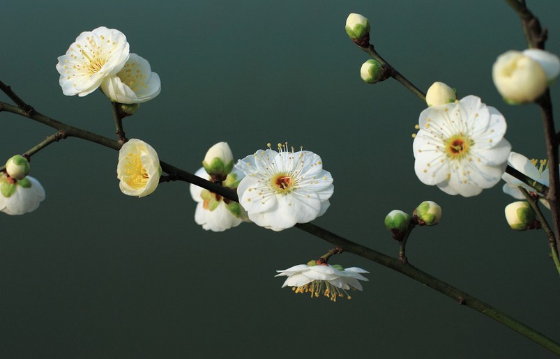 蓝梅花图片大全大图