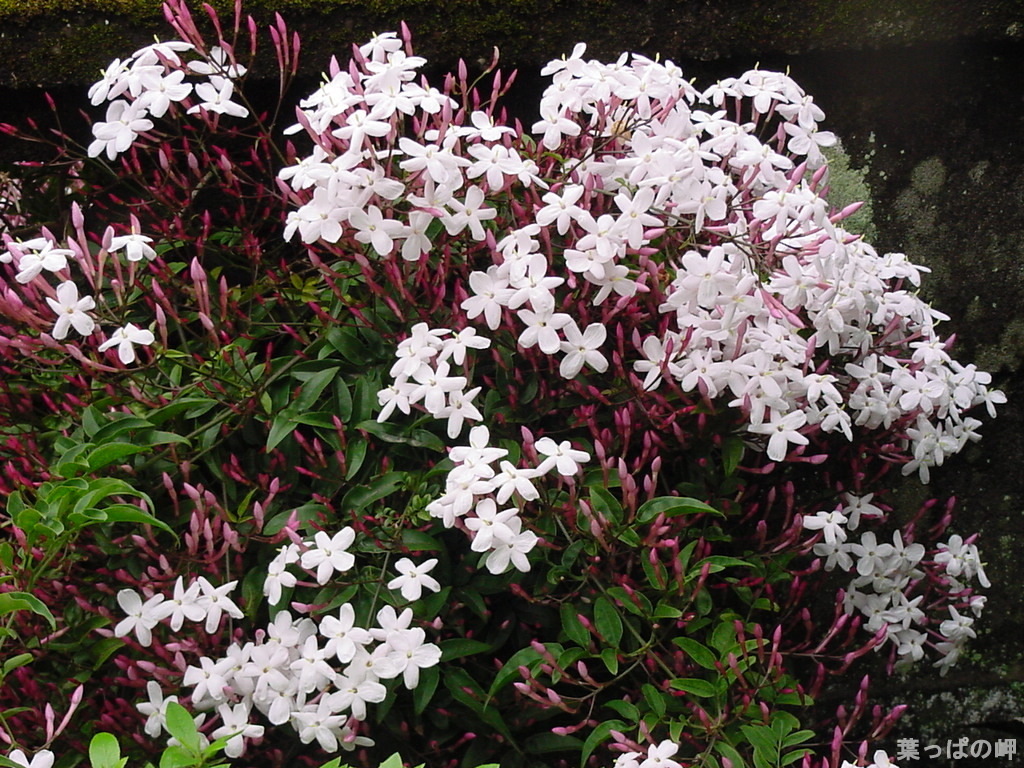 素馨花:木犀科素馨花属  别名:大花茉莉 拉丁名:jasminum