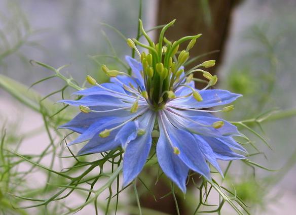 各种花的花语,以后麻麻再也不用担心我送花早恋了