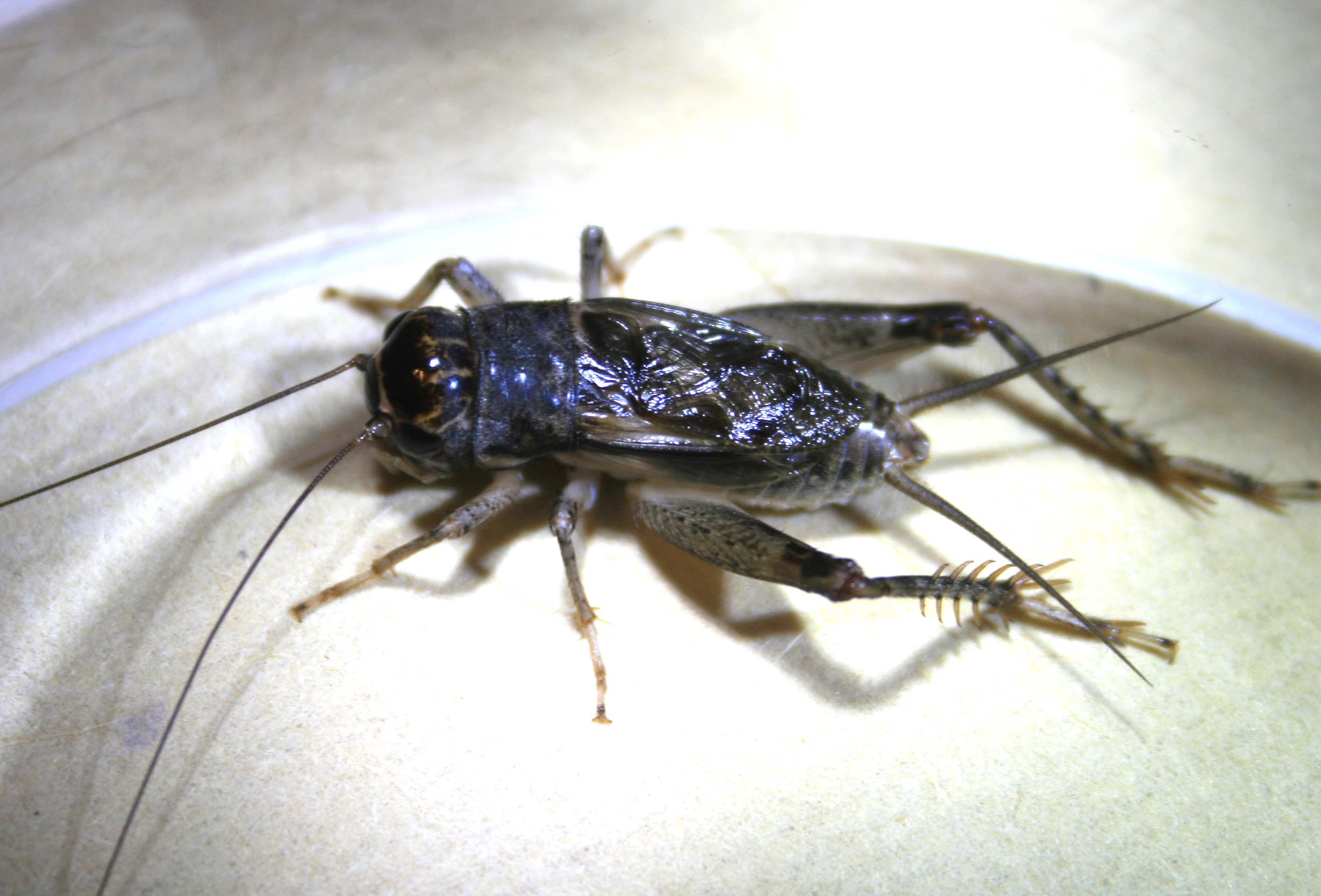 百年罕见的蟋蟀虫王,虫王级蟋蟀,罕见超大牙蟋蟀虫王_大山谷图库