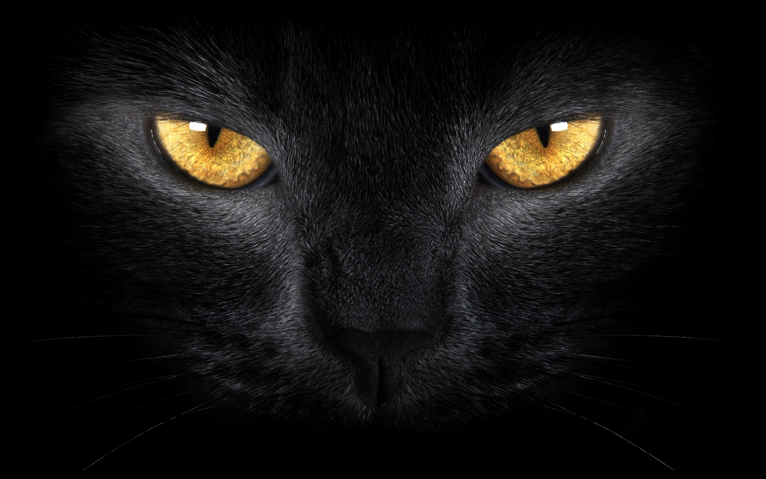 纯黑的品种猫推荐——萌的就是黑煤球 - 知乎