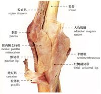 四头肌肌腱的延续(髌骨为该肌腱内的籽骨),从髌骨下端延伸至胫骨粗隆