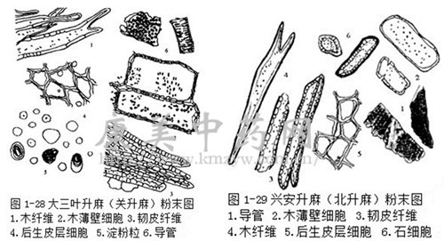 ②导管主为具缘纹孔导 管,有的导管分子粗短,呈圆桶状.