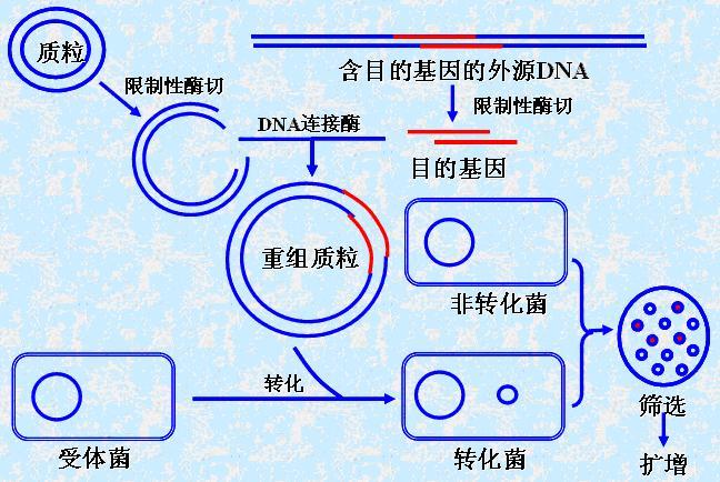 基因重组的详细过程