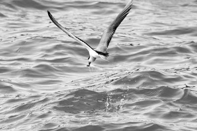 海燕之歌主要内容