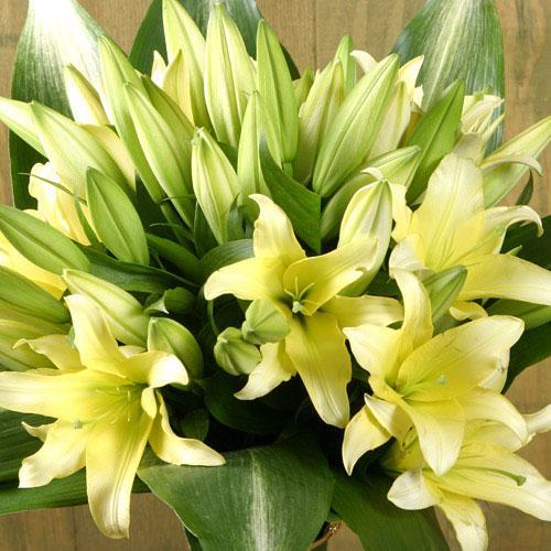 百合花怎么养比较好