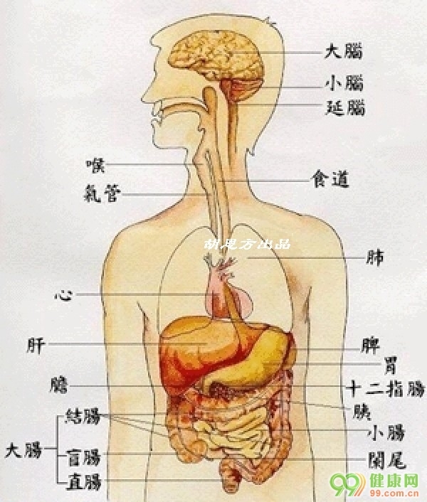 【人体奥秘】人体器官