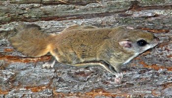 沟牙鼯鼠指名亚种