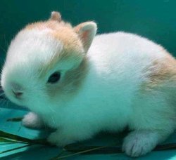 兔子为什么不能洗澡 t018c0e9dc22b775183.jpg?size=515x469