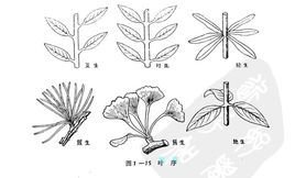 单叶互生_360百科