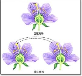 异花传粉_360百科