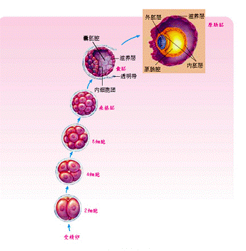 囊胚_360百科
