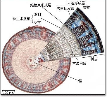 形成层_360百科